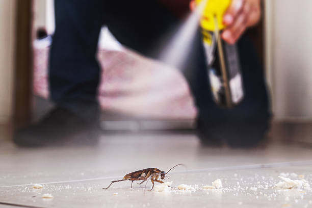Best Residential Pest Control  in Boulder City, NV