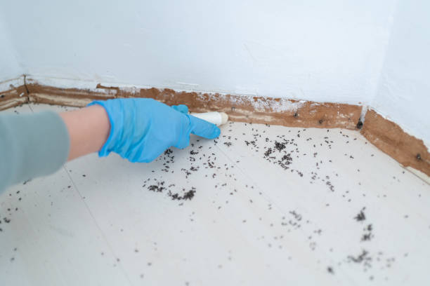 Best Best Pest Control Companies  in Boulder City, NV